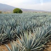 Risposta : Puntura con agave filiforme
