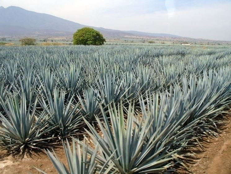 Risposta : Puntura con agave filiforme
