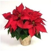 Stella di Natale-26