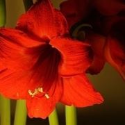 bouquet di amarilli rosso  fiore singolo