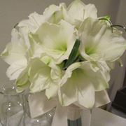 bouquet di amarillis bianchi
