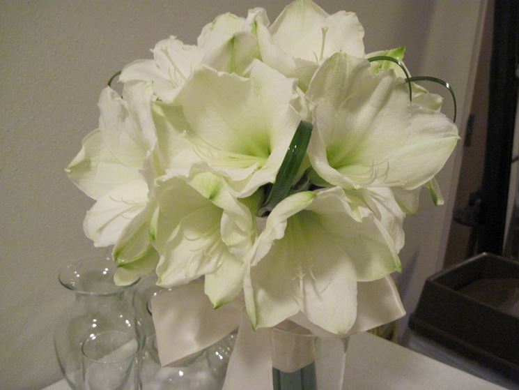 bouquet di amarillis bianchi