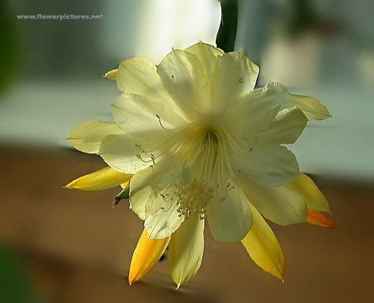 mazzi di fiori autunnali-1