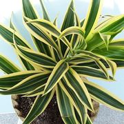 pianta di dracena