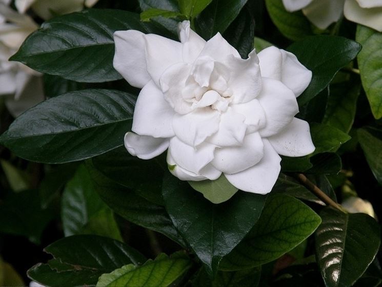 pianta di gardenia bianca