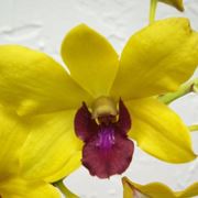 Significato fiori dendrobium gialli