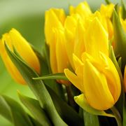 Significato fiori tulipani gialli