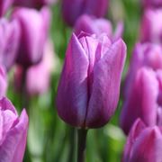 significato fiori tulipani viola