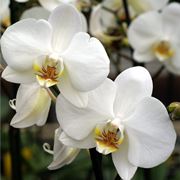 significato orchidee bianche