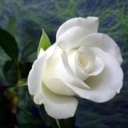 significato rose bianche