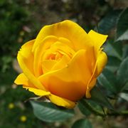 significato rose gialle