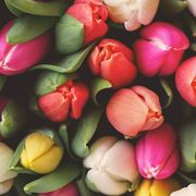 tulipani colorati