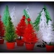 piante per il natale-17