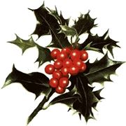 piante per il natale-18