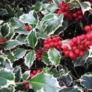 piante per il natale-3