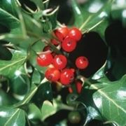 piante per il natale-4