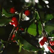 piante per il natale-6