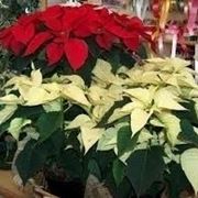 piante per il natale-8