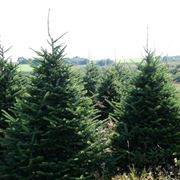 albero di natale abete