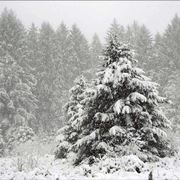 Abete neve