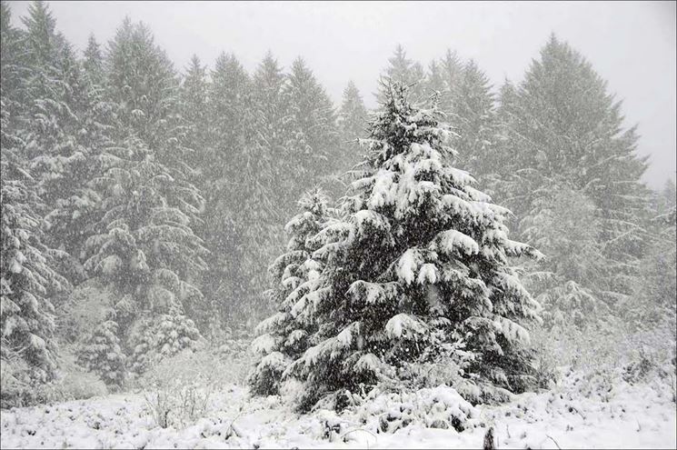 Abete neve