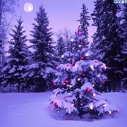 Albero Natale