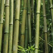 Bamboo