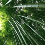 Bambù canne