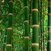 canne di bambù