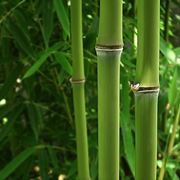 Bamboo nero