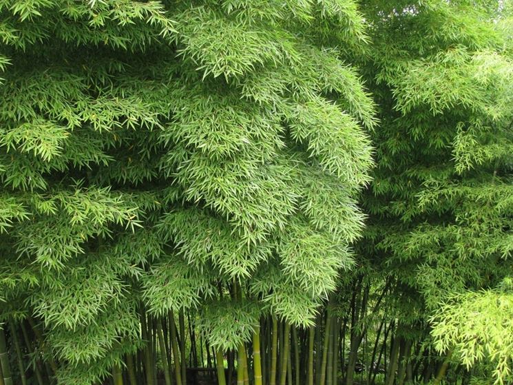 BAMBU'