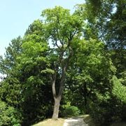 ACERO 