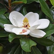 Concimazione magnolia