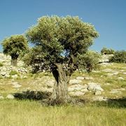 ulivo secolare