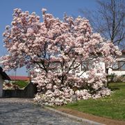 magnolia