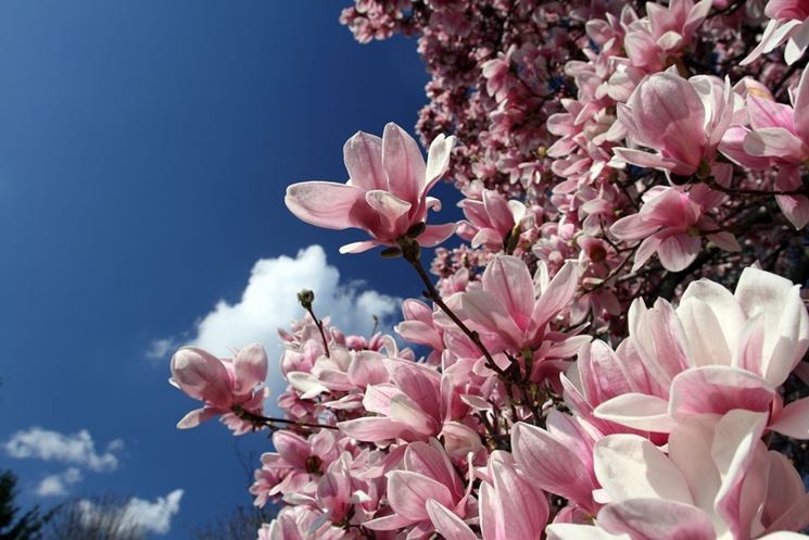 magnolia