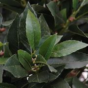 alloro