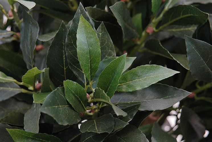 alloro