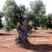 Le origini dell'ulivo
