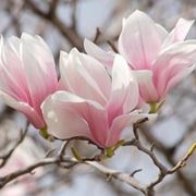 Le varietà differenti di magnolia