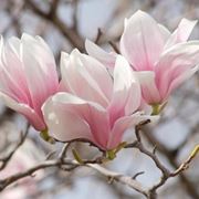 Le variet differenti di magnolia
