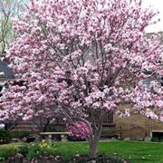 Magnolia sieboldii