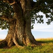 Quercia