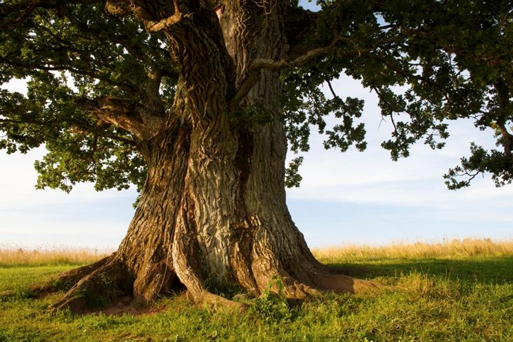 Quercia