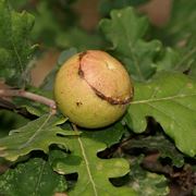 Quercia