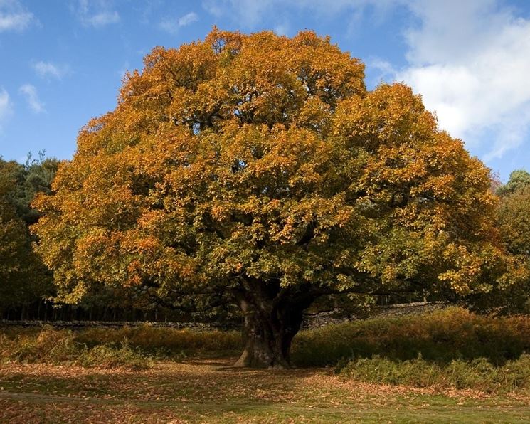 Quercia