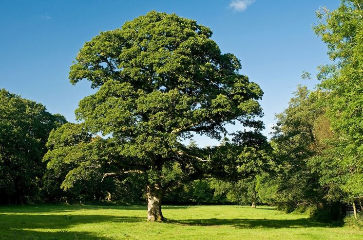 Quercia