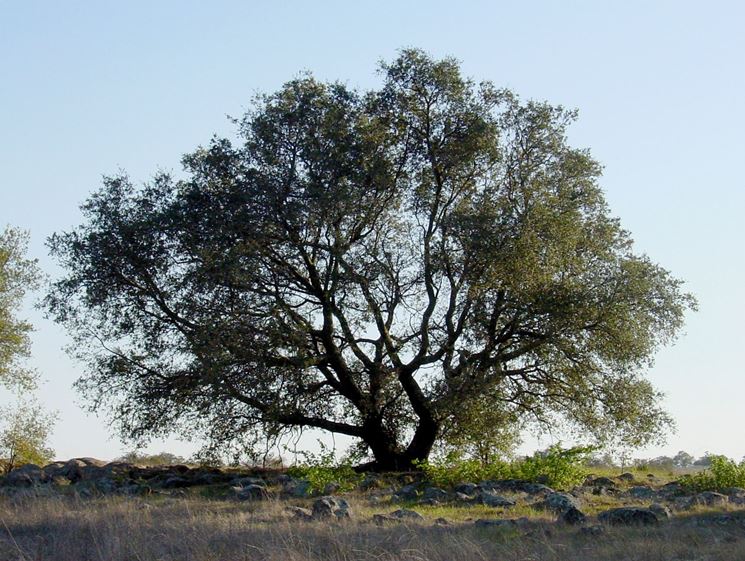 Quercia