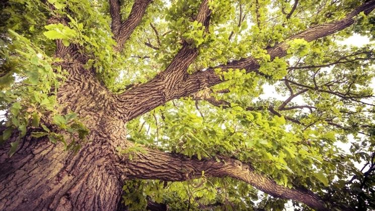 Quercia
