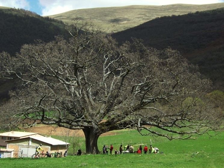 Quercia